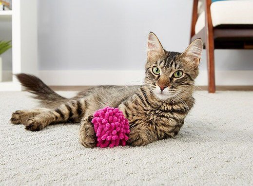 PET FIT FOR LIFE Robotic Floppy Fish & Wand Cat Toy - Chewy.com