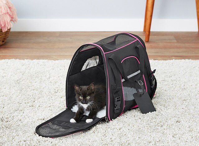 FRISCO Premium Travel Bag Dog & Cat Carrier, Black, Large - Chewy.com