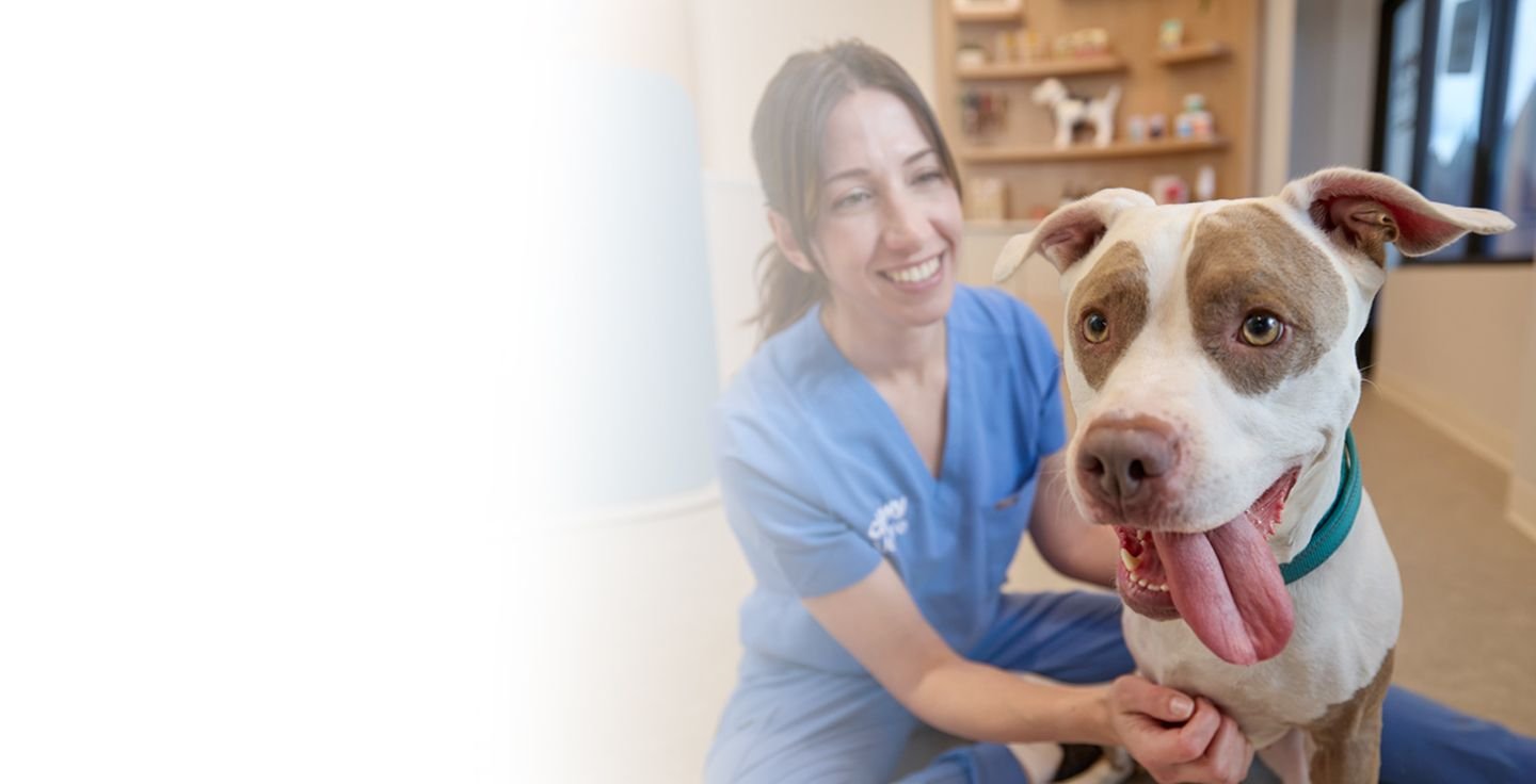 A veterinary professional playing with a dog
