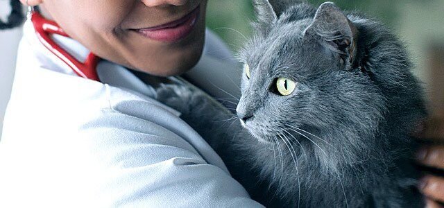 Hill's Science Diet Adult Urinary & Hairball Control Chicken Recipe Dry Cat Food