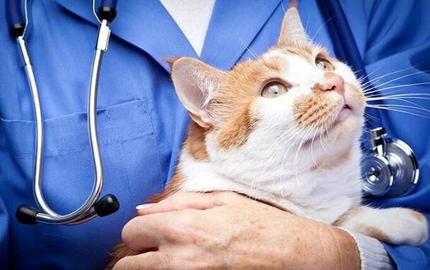 Hill's Prescription Diet w/d Multi-Benefit with Chicken Dry Cat Food