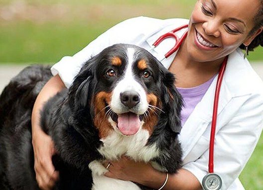 Hill's Prescription Diet w/d Multi-Benefit Digestive, Weight, Glucose, Urinary Management Vegetable & Chicken Stew Canned Dog Food