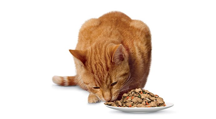 HILL S PRESCRIPTION DIET s d Urinary Care Chicken Flavor Dry Cat