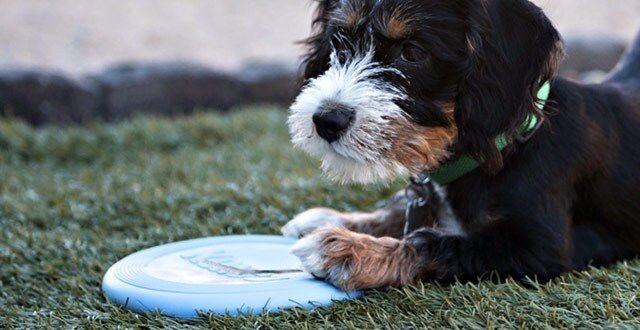 Kong puppy frisbee best sale