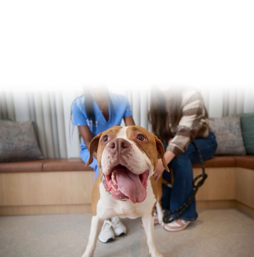 A veterinary professional playing with a dog