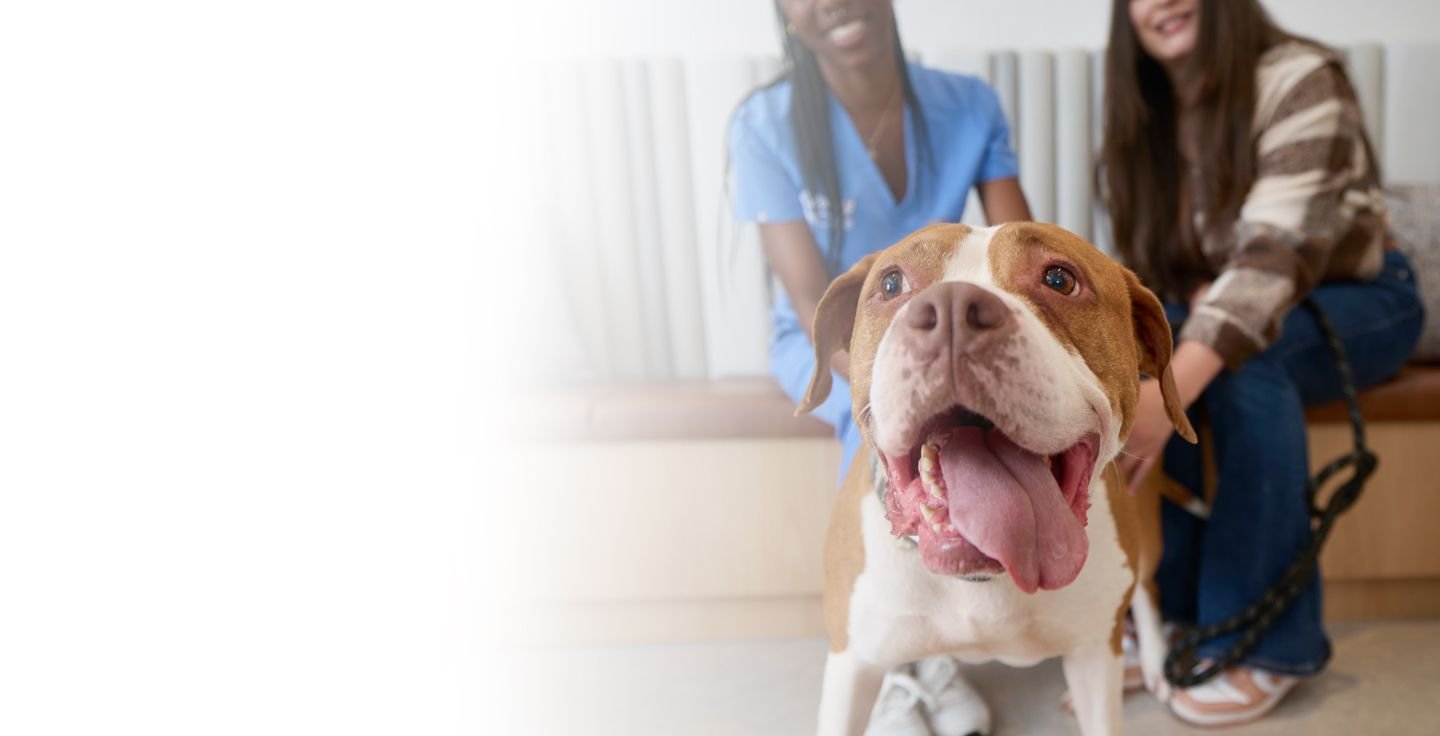 A veterinary professional playing with a dog