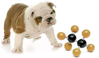 Taste of the Wild Pacific Stream Smoke-Flavored Salmon Grain-Free Dry Dog Food