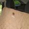 Show in main carousel: 3 Dog Pet Supply Personalized Car Back Seat Protector, Tan slide 3 of 4