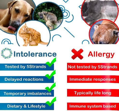 5Strands Food & Environmental Intolerance Test for Dog, Cat & Small Pet
