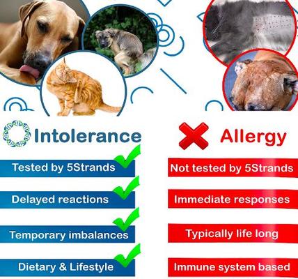 Show full view: 5Strands Food & Environmental Intolerance Test for Dog, Cat & Small Pet slide 9 of 10