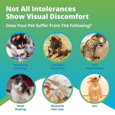 Show full view: 5Strands Raw Food Intolerance Test for Dog, Cat & Small Pet slide 4 of 8