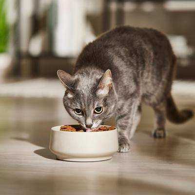 Show full view: 9 Lives Hearty Cuts with Real Beef & Chicken in Gravy Canned Cat Food, 5.5-oz, case of 24 slide 5 of 8