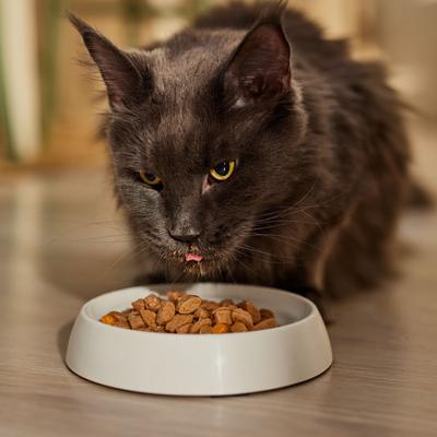 Show full view: 9 Lives Hearty Cuts with Real Turkey, Chicken & Cheese in Gravy Canned Cat Food, 5.5-oz, case of 24 slide 5 of 7