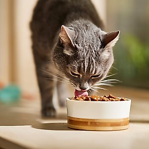 9 Lives Poultry & Beef Favorites Variety Pack Canned Cat Food, 5.5-oz, case of 24