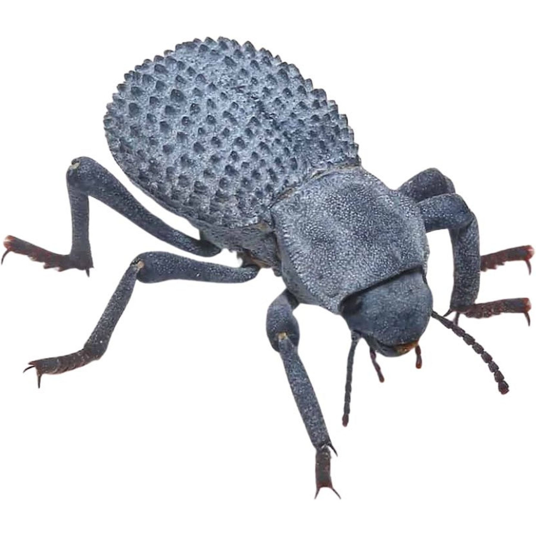 ABDragons Blue Death Feigning Beetle Insect Food, 1 count