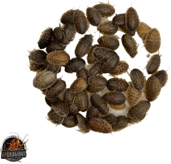 Show full view: ABDragons Dubia Roach Hornworm & Superworm Live Feeder Combo Reptile Food, Medium slide 3 of 10