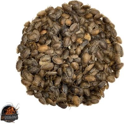 Show full view: ABDragons Dubia Roach Hornworm & Superworm Live Feeder Combo Reptile Food, Small slide 3 of 10