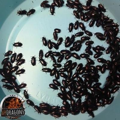Show full view: ABDragons Live Black Cleaner Beetles Small Pet & Reptile Food, 1000 count slide 5 of 5