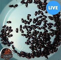 ABDragons Live Black Cleaner Beetles Small Pet & Reptile Food, 2000 count