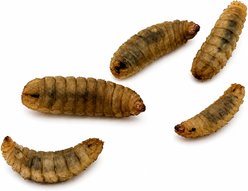 ABDragons Live Black Soldier Flies Larvae Reptile, Bird, Fish & Small Pet Food, Small, 100 count