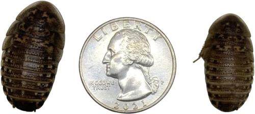 Show full view: ABDragons Live Dubia Roaches Mixed Mixe Sized Reptile Food, 1-oz gel, Large Group slide 7 of 8