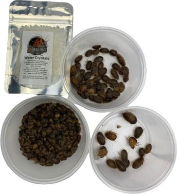Show full view: ABDragons Live Dubia Roaches Mixed Mixe Sized Reptile Food, 350 count & 1-oz gel, Medium slide 1 of 8