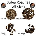 ABDragons Live Dubia Roaches Reptile, Bird, Fish & Small Pet Food, Large, 200 count