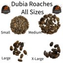 ABDragons Live Dubia Roaches Reptile, Bird, Fish & Small Pet Food, Small, 100 count