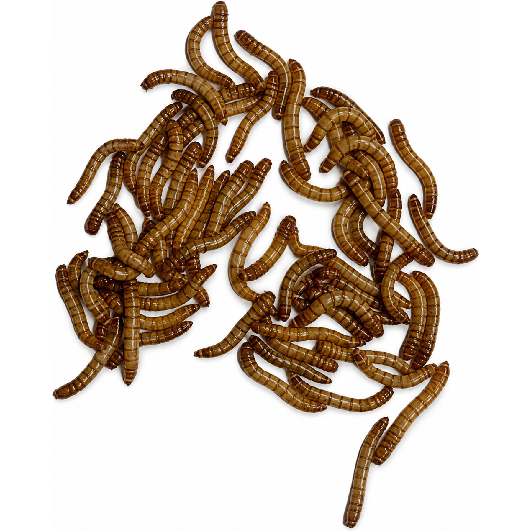 ABDragons Live Mealworms Reptile, Bird, Fish & Small Pet Food, Large, 50 count