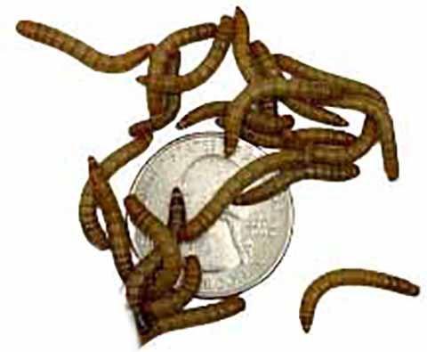 Show full view: ABDragons Live Mealworms Reptile, Bird, Fish & Small Pet Food, Medium, 100 count slide 5 of 6