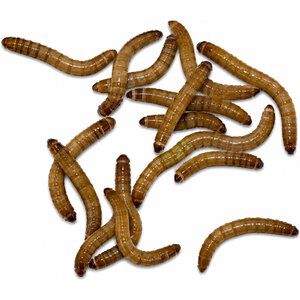 ABDragons Live Mealworms Reptile, Bird, Fish & Small Pet Food, Medium, 100 count