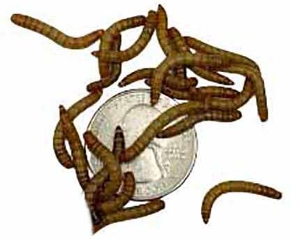 Show full view: ABDragons Live Mealworms Reptile, Bird, Fish & Small Pet Food, Medium, 250 count slide 5 of 6