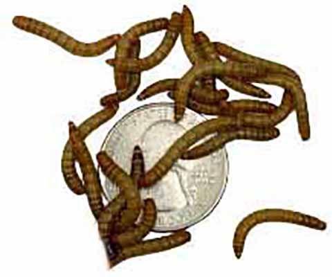 Show full view: ABDragons Live Mealworms Reptile, Bird, Fish & Small Pet Food, Medium, 300 count slide 5 of 6