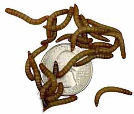 Show full view: ABDragons Live Mealworms Reptile, Bird, Fish & Small Pet Food, Medium, 50 count slide 5 of 6