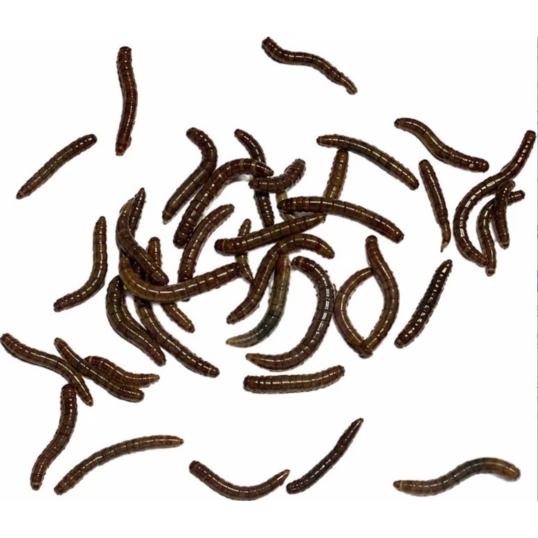 ABDragons Live Mealworms Reptile, Bird, Fish & Small Pet Food, Micro, 300 count