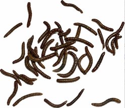 ABDragons Live Mealworms Reptile, Bird, Fish & Small Pet Food, Micro, 50 count