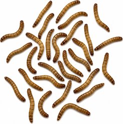 ABDragons Live Mealworms Reptile, Bird, Fish & Small Pet Food, Mini, 100 count