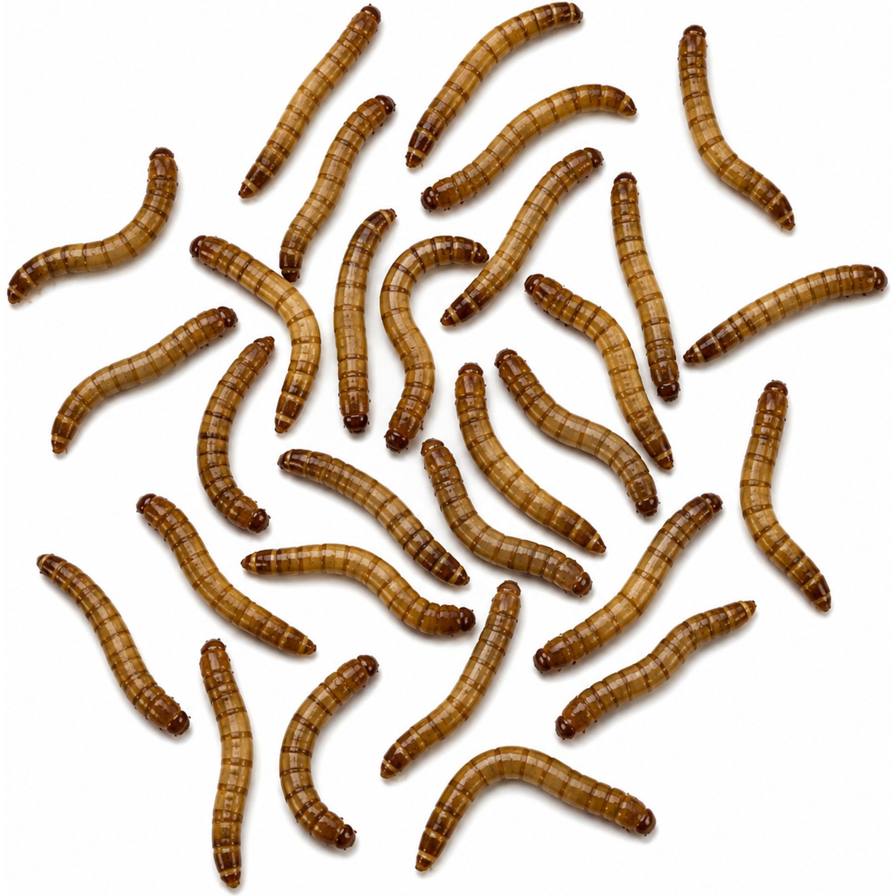 ABDragons Live Mealworms Reptile, Bird, Fish & Small Pet Food, Mini, 250 count