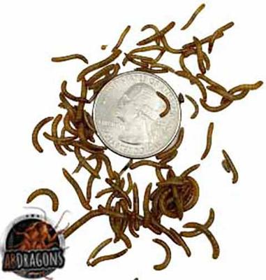 Show full view: ABDragons Live Mealworms Reptile, Bird, Fish & Small Pet Food, Mini, 50 count slide 5 of 6