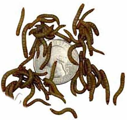 Show full view: ABDragons Live Mealworms Reptile, Bird, Fish & Small Pet Food, Small, 100 count slide 5 of 6