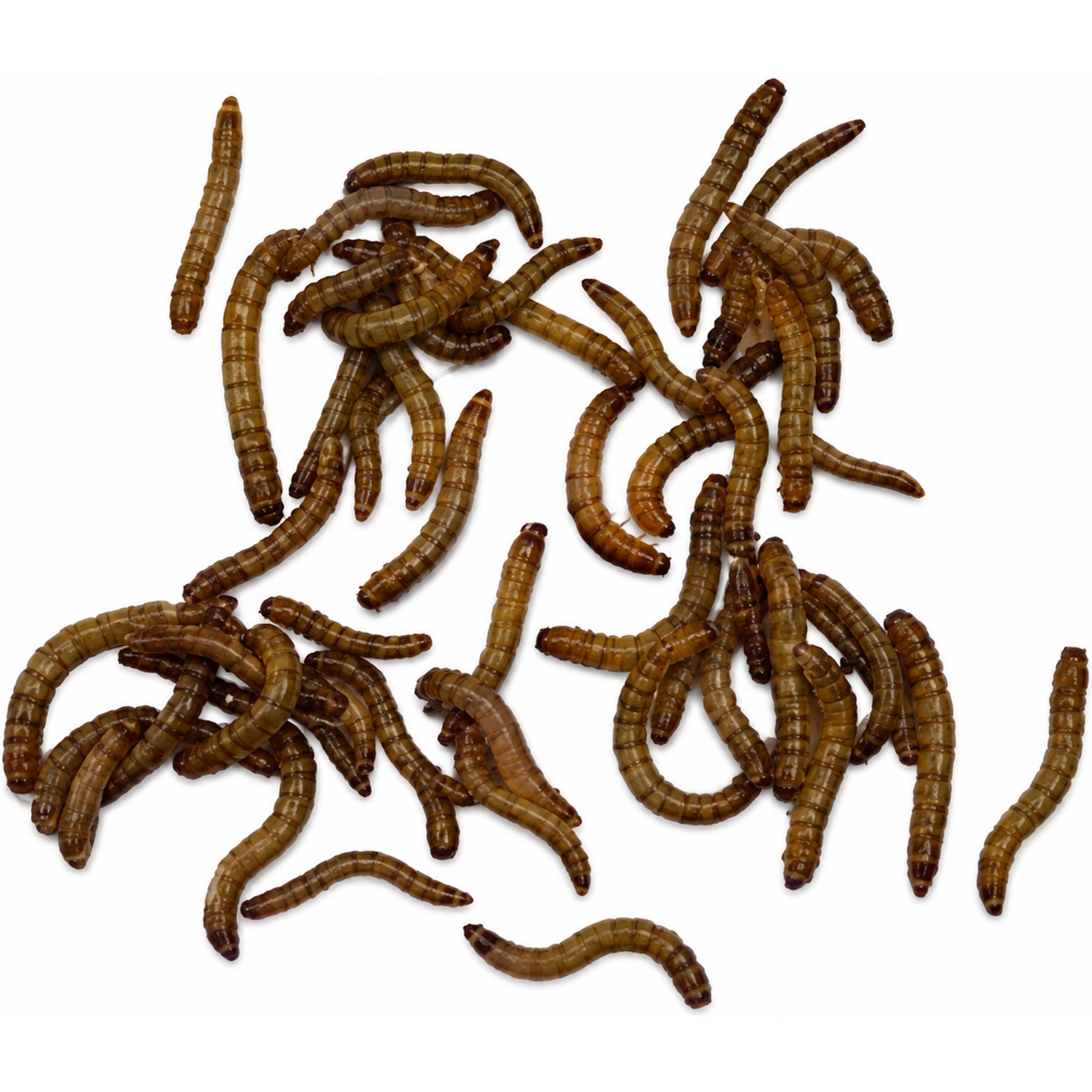 ABDragons Live Mealworms Reptile, Bird, Fish & Small Pet Food, Small, 100 count