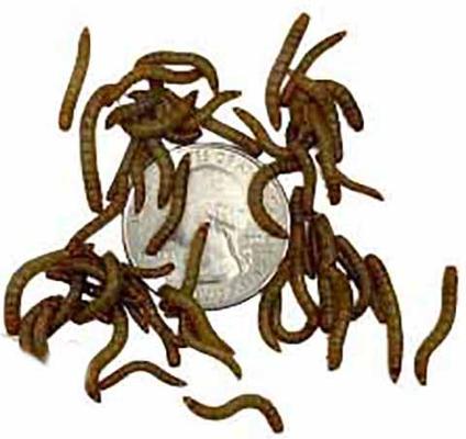 Show full view: ABDragons Live Mealworms Reptile, Bird, Fish & Small Pet Food, Small, 50 count slide 5 of 6