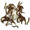 Show in main carousel: ABDragons Live Mealworms Reptile, Bird, Fish & Small Pet Food, Small, 500 count slide 5 of 6