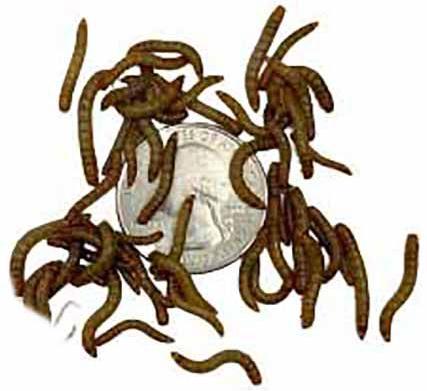 Show full view: ABDragons Live Mealworms Reptile, Bird, Fish & Small Pet Food, Small, 500 count slide 5 of 6