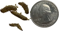 ABDragons Live Phoenix Worms Reptile, Bird, Fish & Small Pet Food, Large, 100 count slide 2 of 5