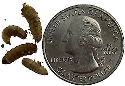 ABDragons Live Phoenix Worms Reptile, Bird, Fish & Small Pet Food, Medium, 200 count slide 2 of 5