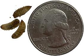 Show full view: ABDragons Live Phoenix Worms Reptile, Bird, Fish & Small Pet Food, Small, 150 count slide 3 of 7