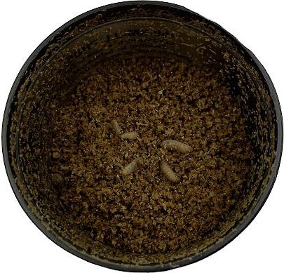 Show full view: ABDragons Live Phoenix Worms Reptile, Bird, Fish & Small Pet Food, Small, 150 count slide 4 of 7