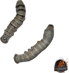 ABDragons Live Silkworms Reptile Food, 20 count