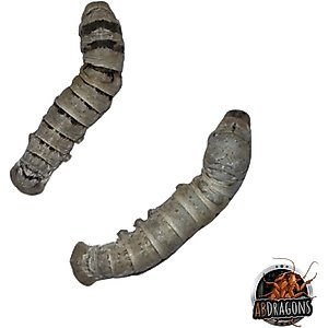 ABDragons Live Silkworms Reptile Food, 20 count
